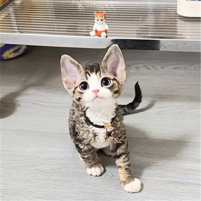猫舍直销,批发价出售,德文卷毛猫